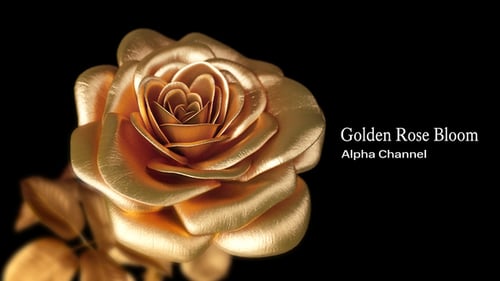 Golden Rose Bloom