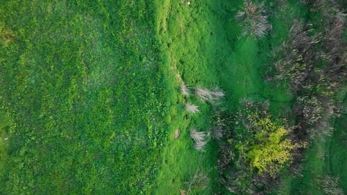 Juicy Grass Texture Aerial View 4 K