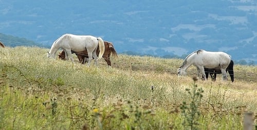 Horses Grazing Peacefully in a Rural Field