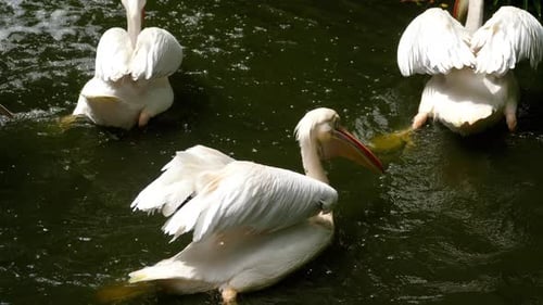 Eastern White Pelicans