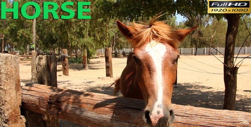 Horse