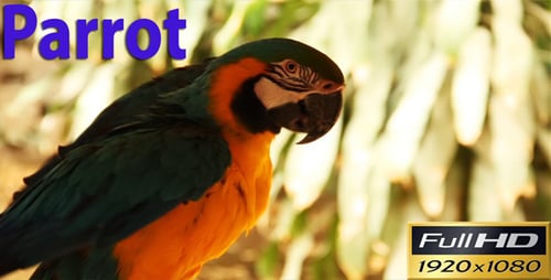 Colorful Macaw Preening in Tropical Setting