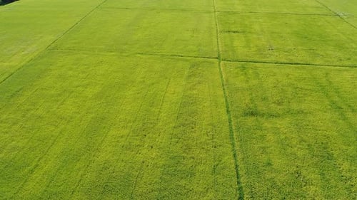 Rice Field Farm
