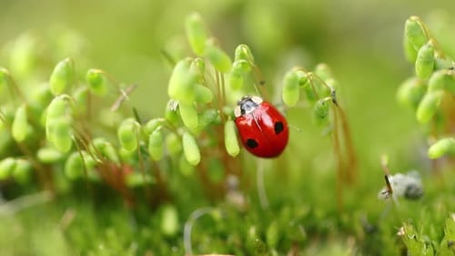 Closeup Wildlife of a Ladybug in the Green Grass in the Forest