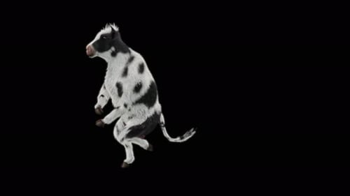 Animated Dancing Calf on Black Background