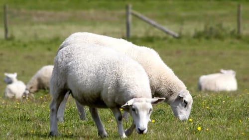 sheep04