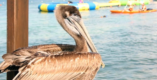 Pelican By The Sea