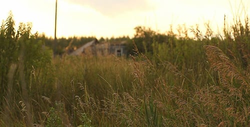 Golden Grass Blowing Gently in a Rural Field