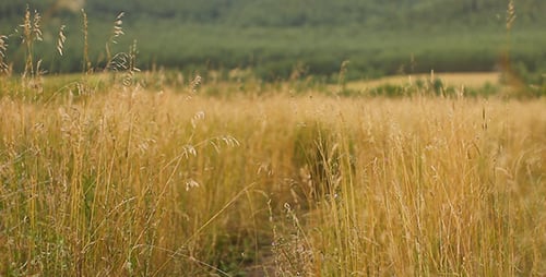 Old Country Abandoned Road