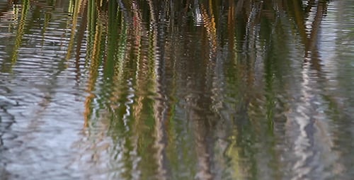 Water Reflecting Reeds