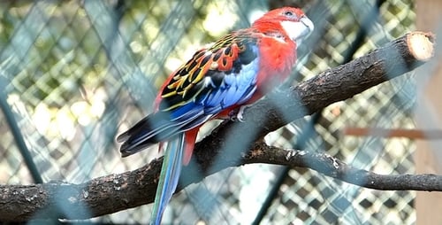 Papagei 1