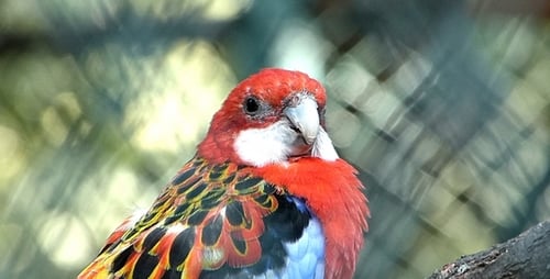 Parrot 3