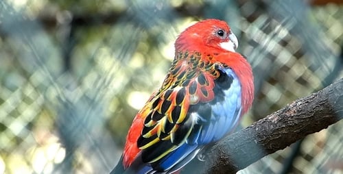 Parrot 4