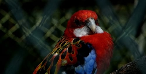 Colorful Crimson Rosella Bird Close Up