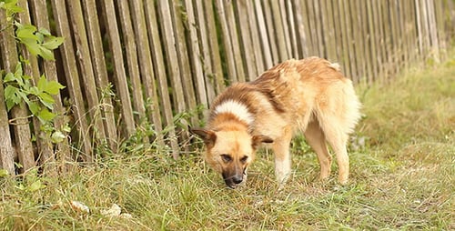 Tan Dog Eating in Rural Setting