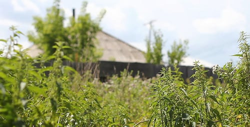 Green Grass And Old Abandoned Country House