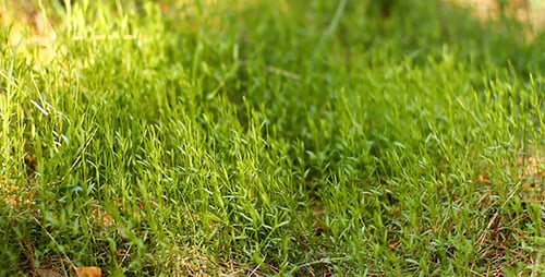 Grünes Gras