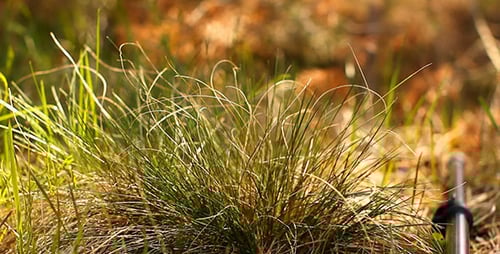 Green Grass And Forest