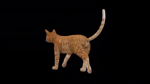 Gelbe Katze, Fast Walk, Blick von der Rückseite