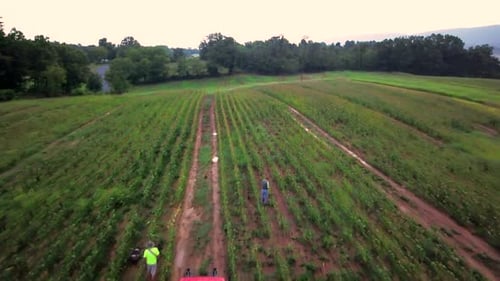 Aerial view pulling away from workers in field picking fresh corn with tractor pulling corn wagon ne