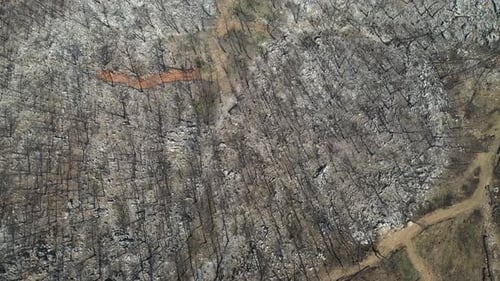 Big forest fire in the nature.
