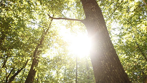 Wald 1