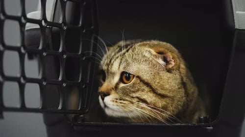 Tabby Cat Relaxing Peacefully Inside Pet Carrier