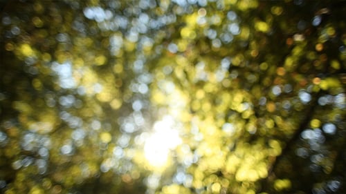 Forest Bokeh