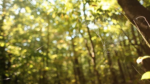 Spider Web
