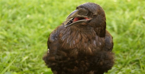 Vogel Raven