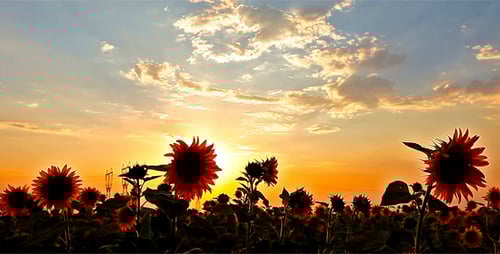 Sunflower Field at Sunrise, Rural Landscape
