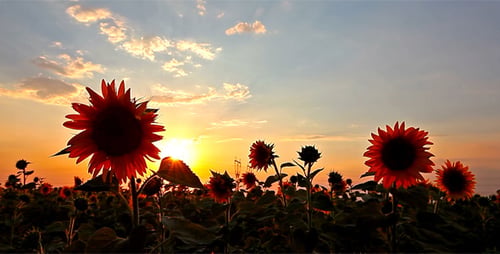 Blühende Sonnenblumen 4