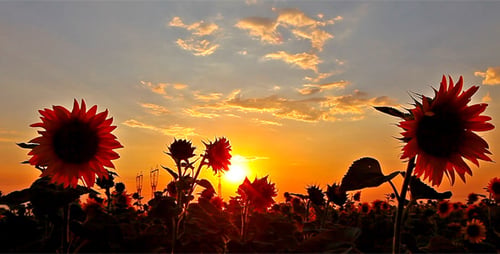 Flowering Sunflowers 6