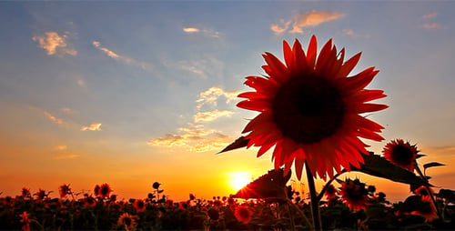 Flowering Sunflowers 7