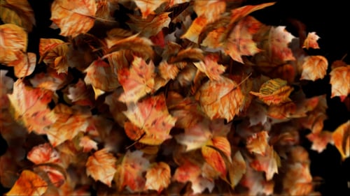 Autumn leaves motion path particles. Particular 6 Required!