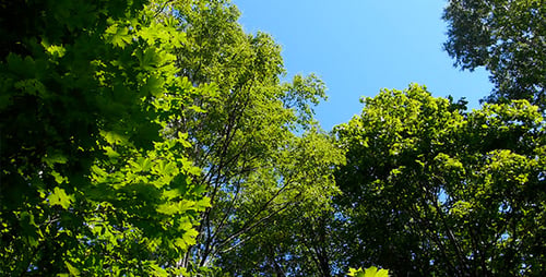 Journée ensoleillée dans le bois
