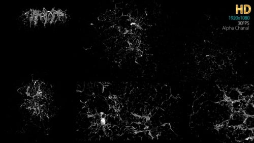 Dynamic Liquid Splash Transition Reveal Elements