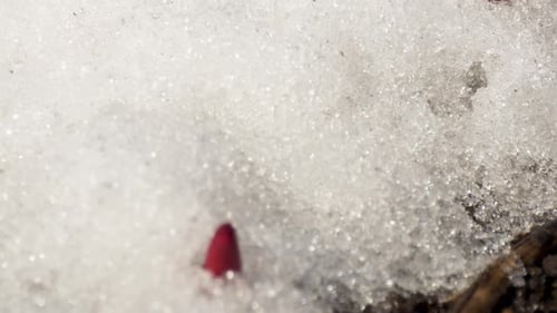 Red Flower Buds Emerging From Melting Snow