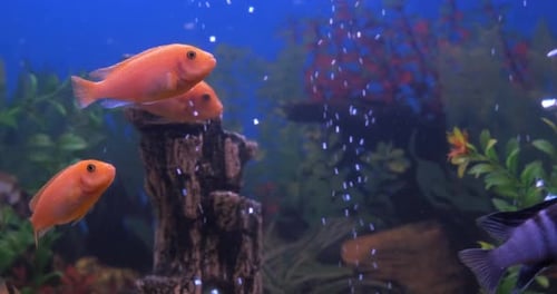 Acuario de peces dorados en casa