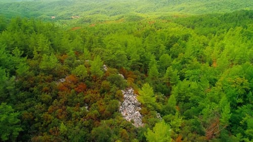 Forest (4K)