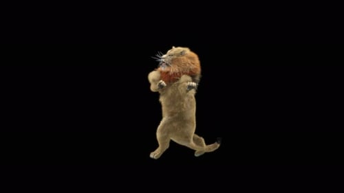 Lion Dancing 4K