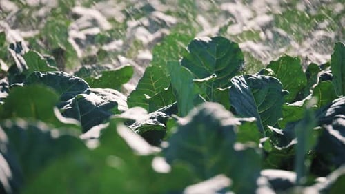 Irrigation Vegetable Plantation. Sprinkler Irrigates Vegetable Crops