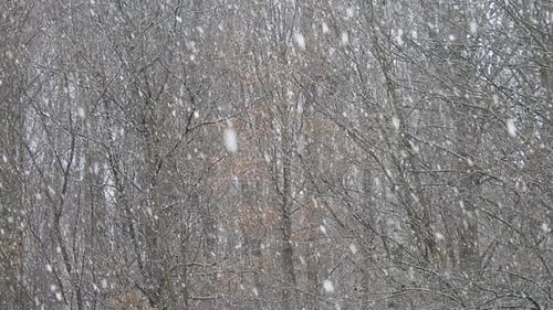Snowing over tree branches, cold weather close to the holidays