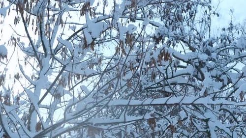 Town Park with Trees in the Snow