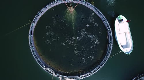 Farm Fish Trout Aquaculture