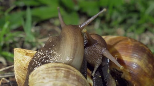 Two Achatina Fulica, Giant African Snail Interacting, Extreme Close Up