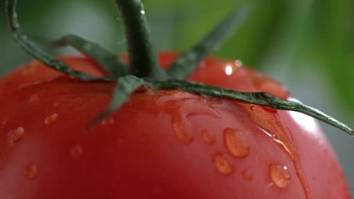 Extreme close-up of water drip on tomato in slow motion; shot on Phantom Flex 4K at 1000 fps