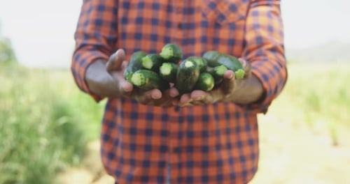 Farmer Holds Zucchini Crop in Hands