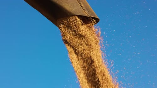 Loading of Grain By a Screw Loader