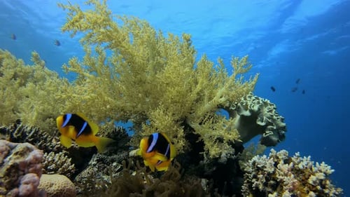 Clownfish Swim Near a Colorful Coral Reef